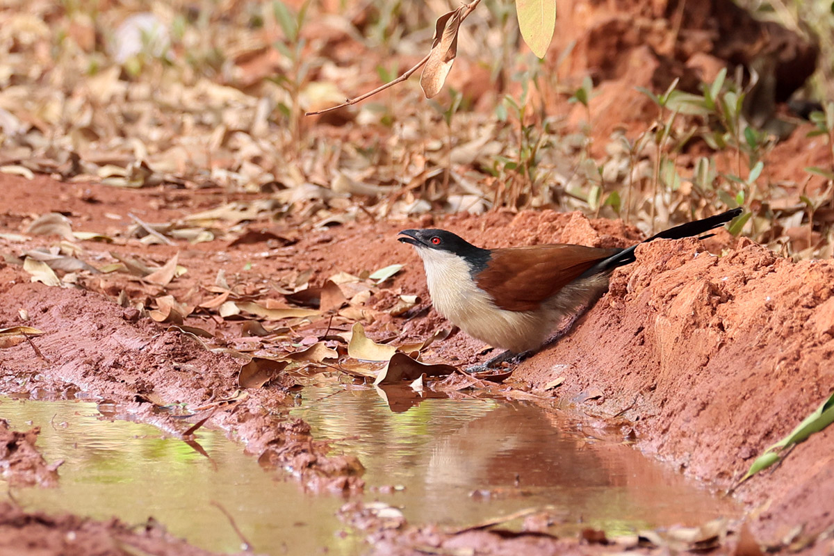 Senegal Cougal